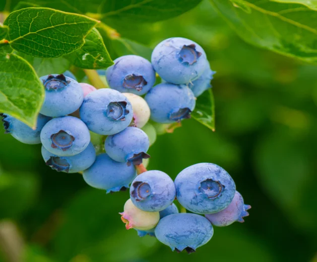 blueberry cultivation