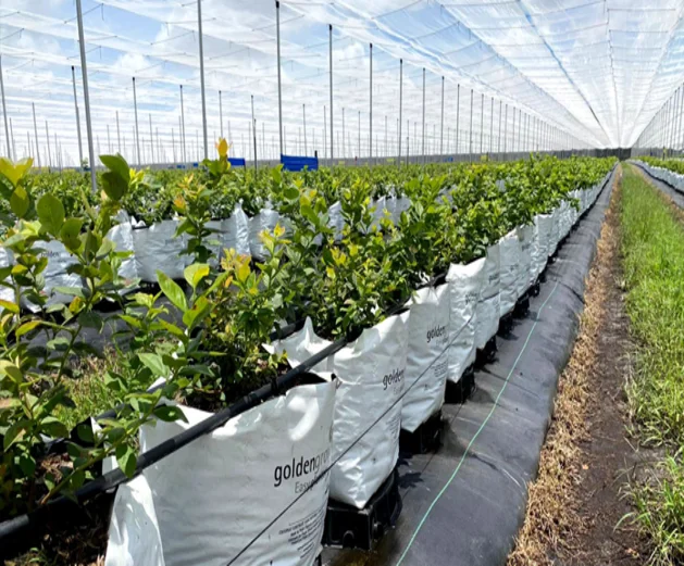 blueberry cultivation