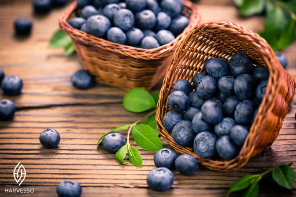 blueberry cultivation