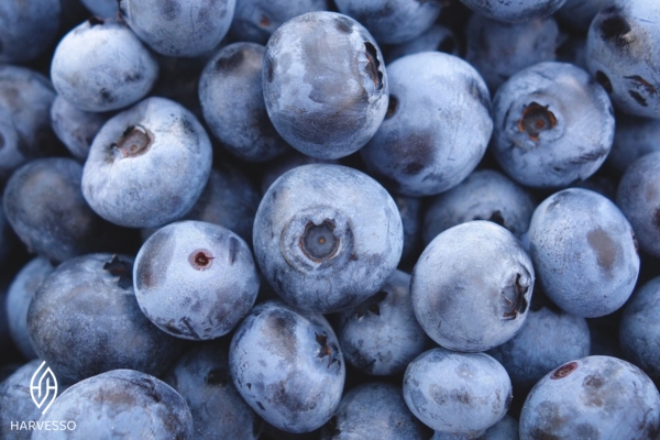 blueberry cultivation