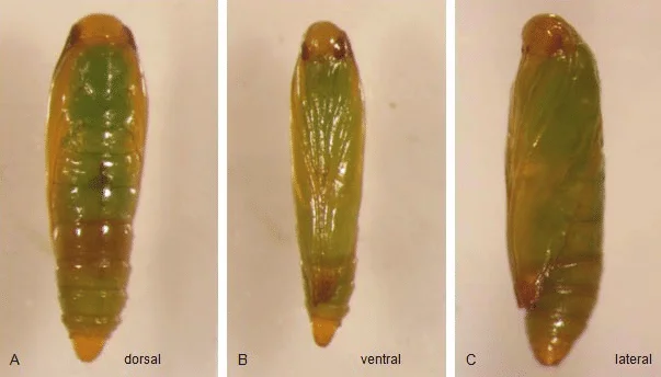 tuta absoluta life cycle