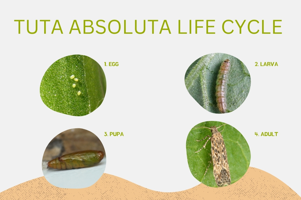 tuta absoluta life cycle